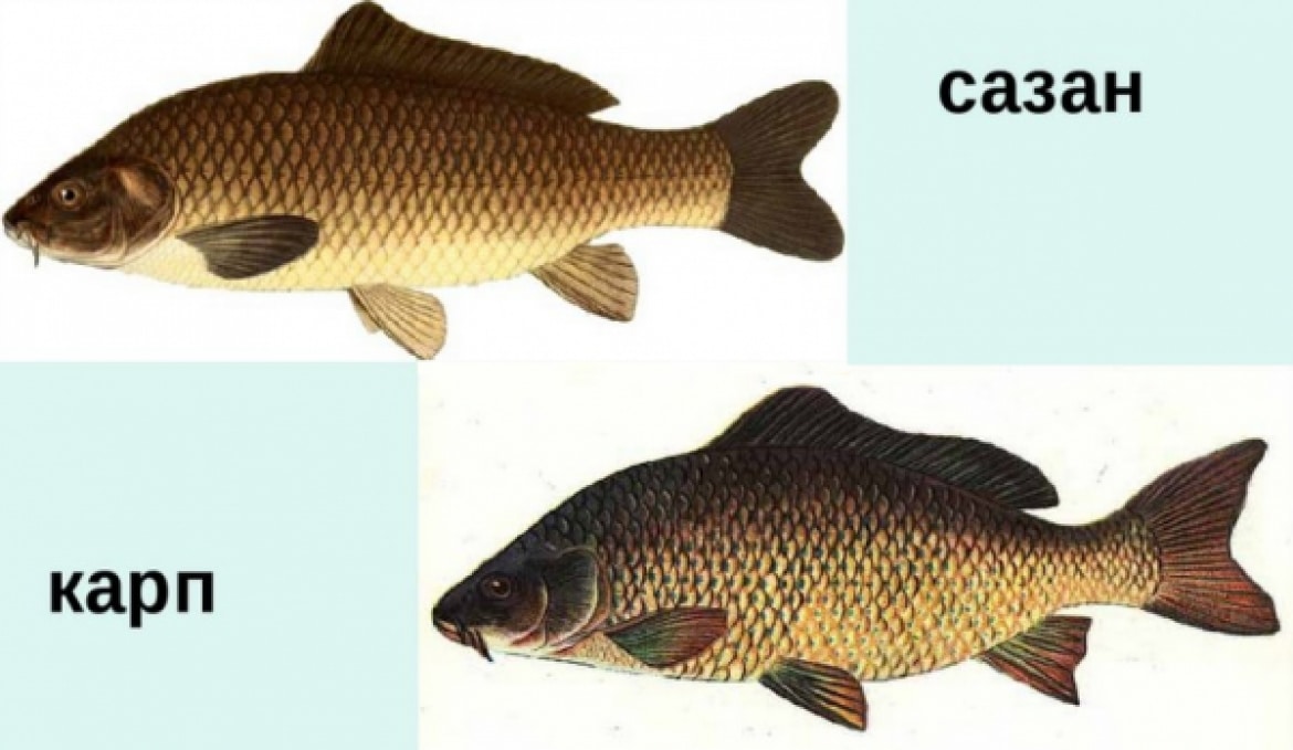 Чем отличается сазан от карпа