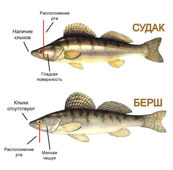 Чем отличается берш от судака: основные отличия