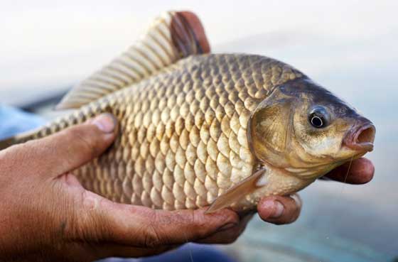 Какие запахи любит карась