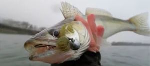 Осенняя рыбалка на судака