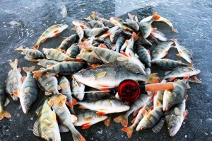 Ловля плотвы на фидер