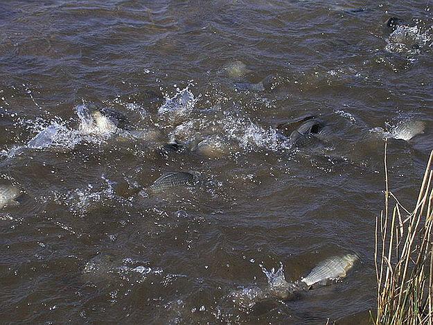 Нерест карася: особенности