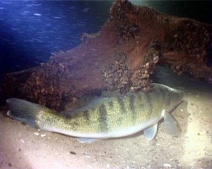 Наживки, снасти и лучшие приемы при ловле хищной рыбы