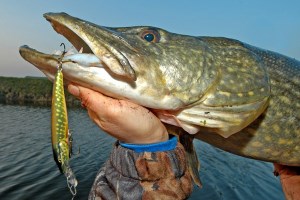 Апрельская ловля щуки в Астрахани