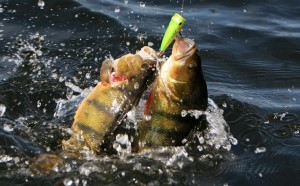 рыбалка в астраханской области
