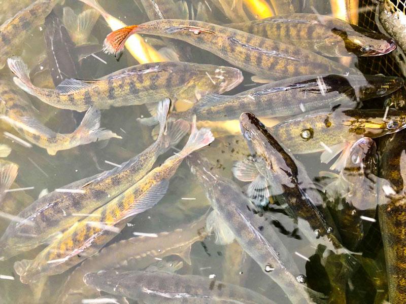 Период нереста судака