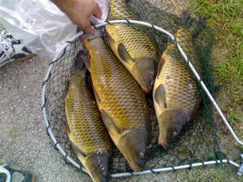 Ловля сазана