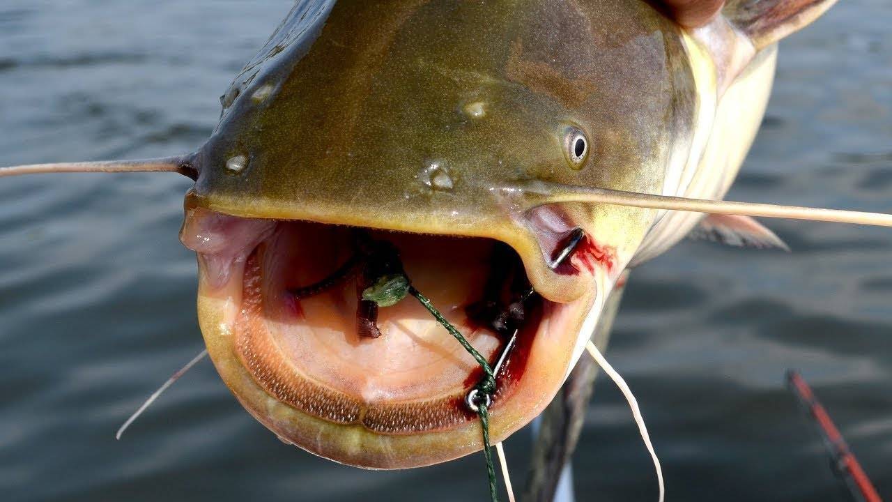 Лучшая наживка на сома